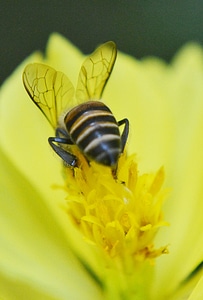Honey bee active busy