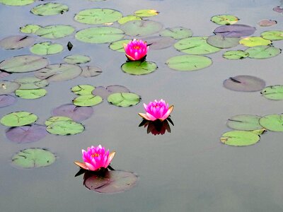 Flower lily pink