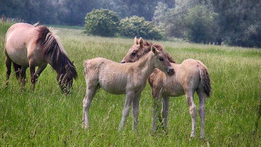 Polder meadow pasture photo