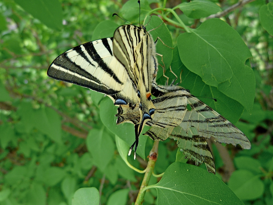 Nature insects spring