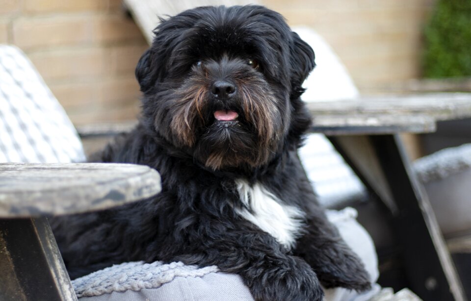 Puppy pet animal