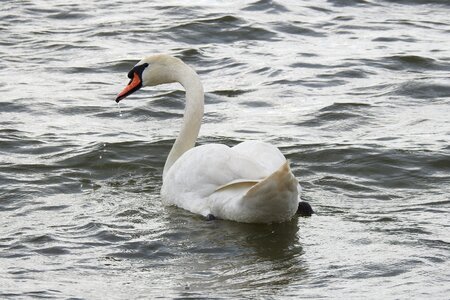 Nature bird lake photo