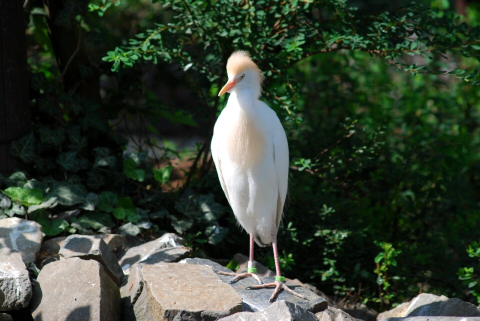Zoo feathers beak