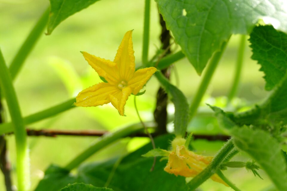 Tomatoes plant blossom