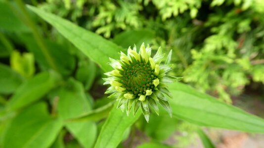 Bloom tender awakening