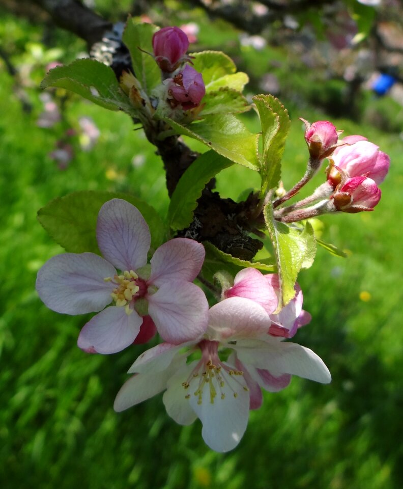 Spring spring flower pink