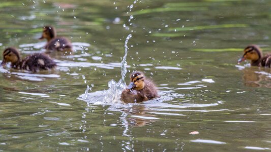 Animal bird cute photo