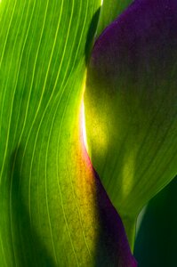 Spring close up plant