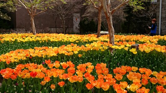 Tulips spring orange