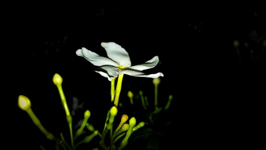 Close up night flowering