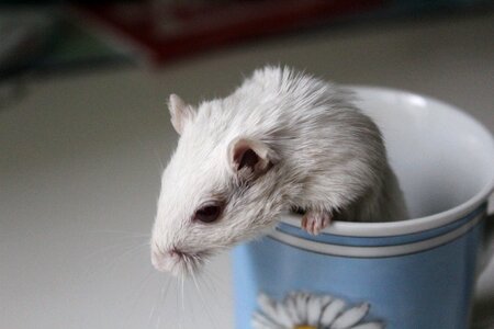 Mouse rodent cute