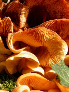 Honey fungus edible photo