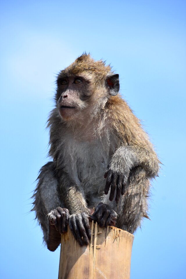 Indonesia monkey nature