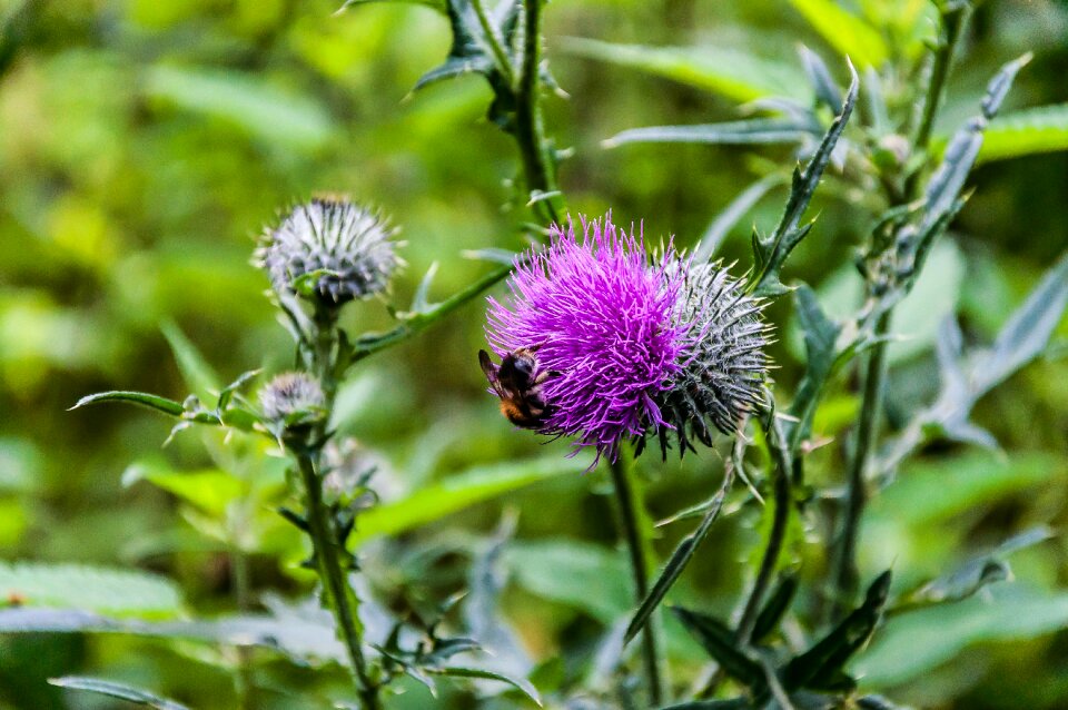 Thistle thistle flower wild flower photo