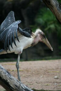 Animal world plumage feather photo