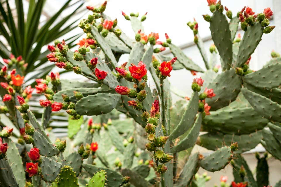 Cacti green flower