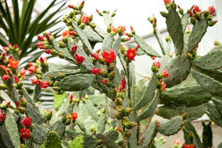 Cacti green flower
