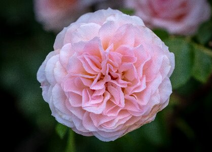 Pink flower nature