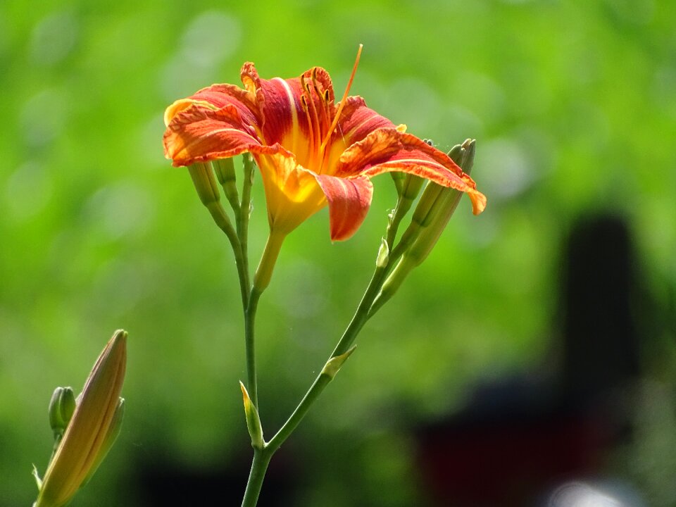 Plant nature flora