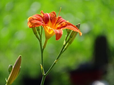 Plant nature flora