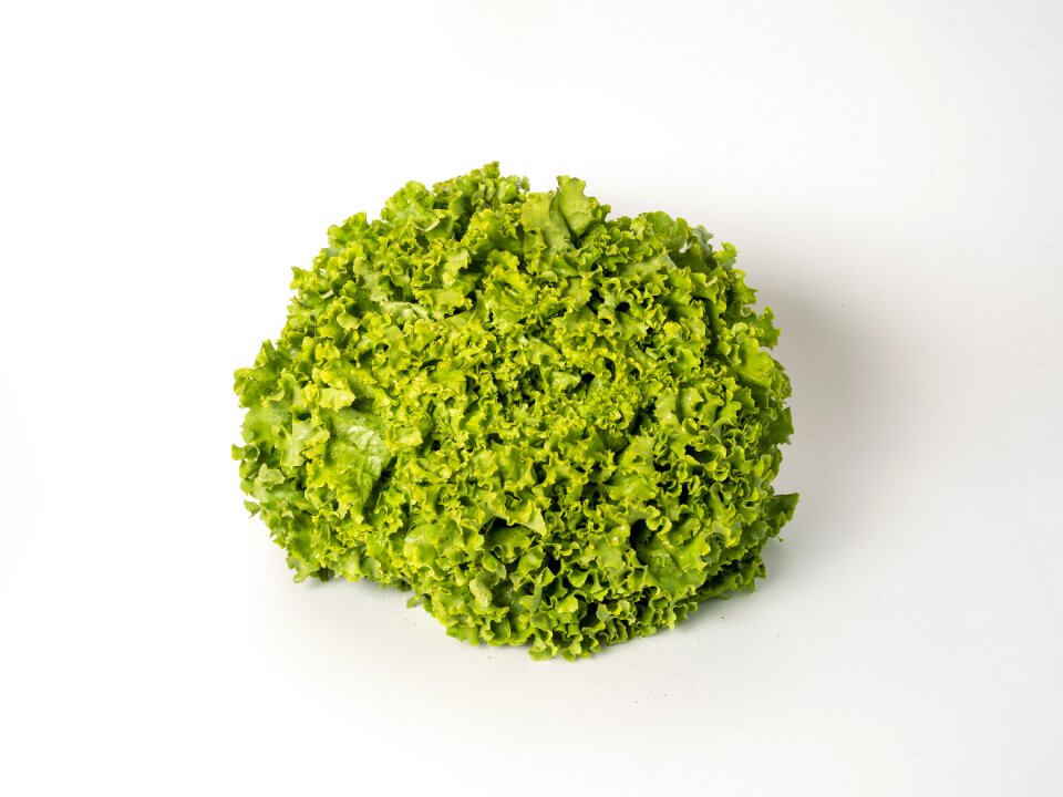 Curly lettuce healthy