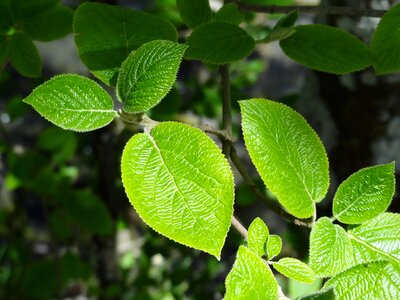 Green nature flora