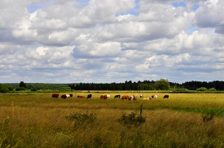 Cattle pasture land zombies photo