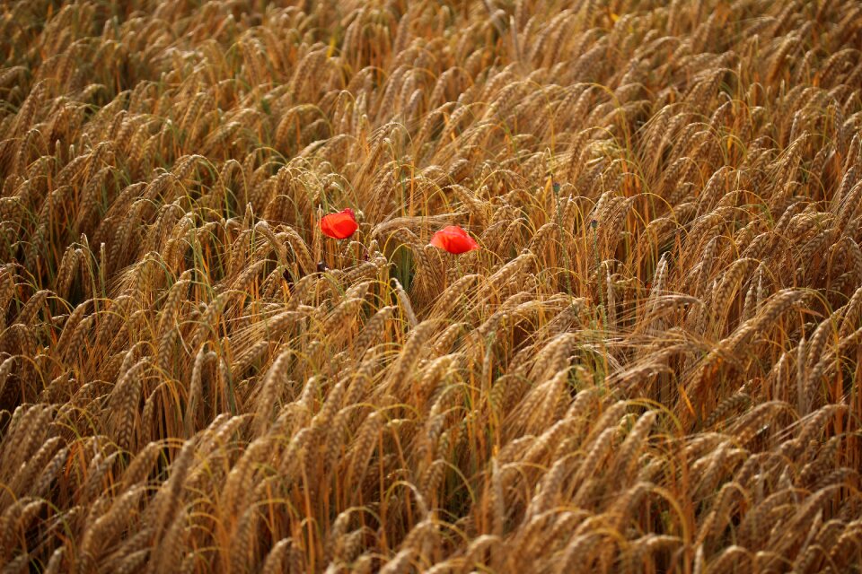 Wheat nature landscape