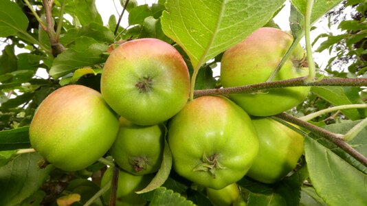 Fruits pome fruit green