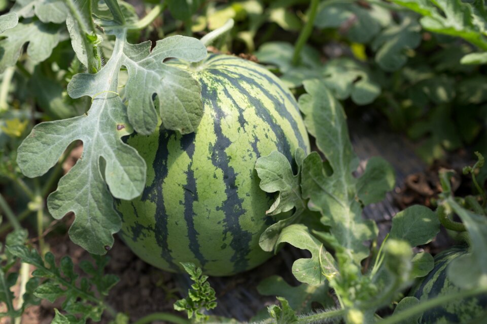 Country watermelon leaves