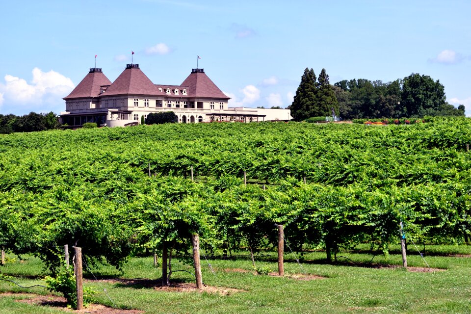 Wine vine agriculture