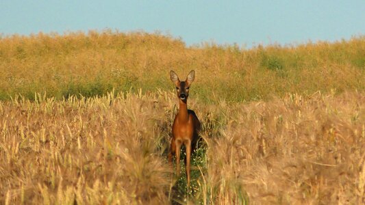 Hidden red deer cornfield photo