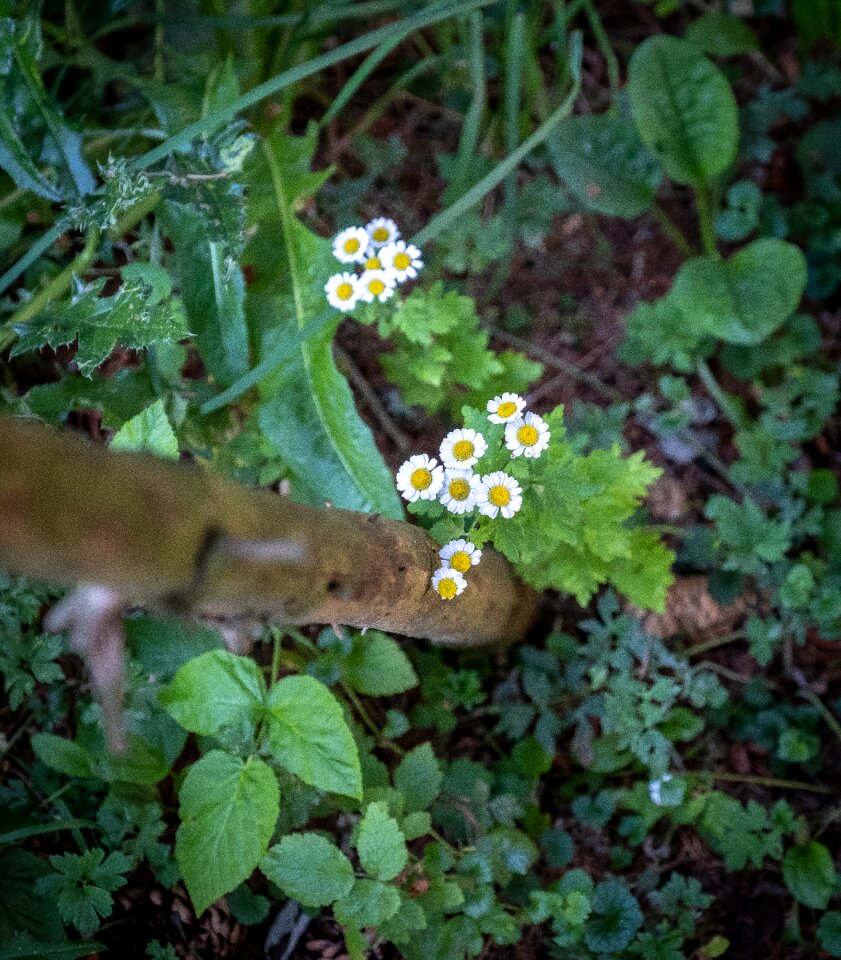 Meadow flower meadow white