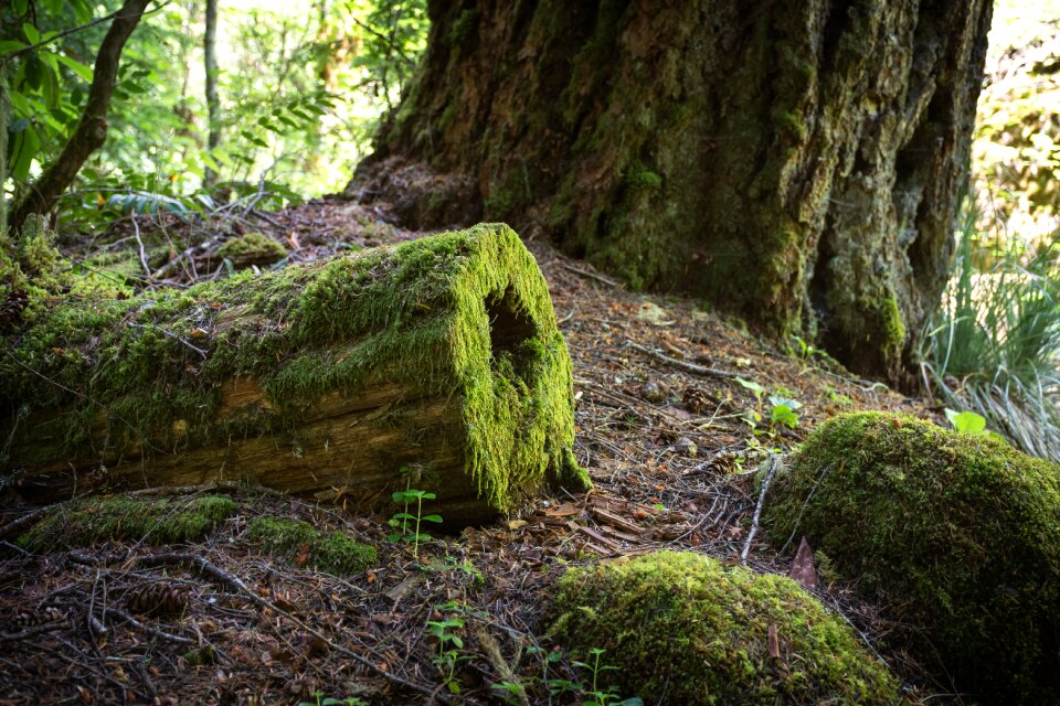 Tree moss