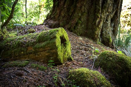 Tree moss