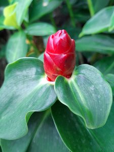 Nature green garden