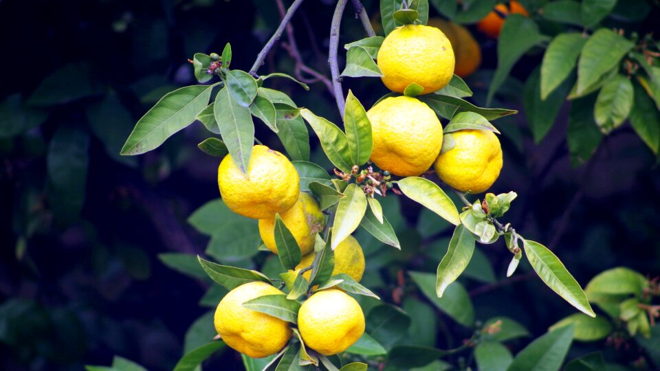 Fruit tree taste citrus fruits