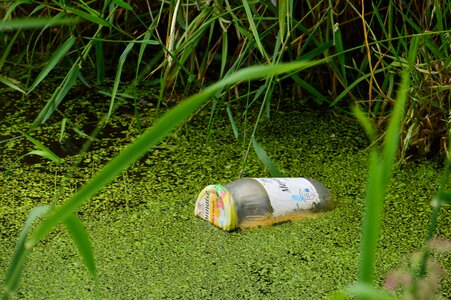 Nature flora trash photo