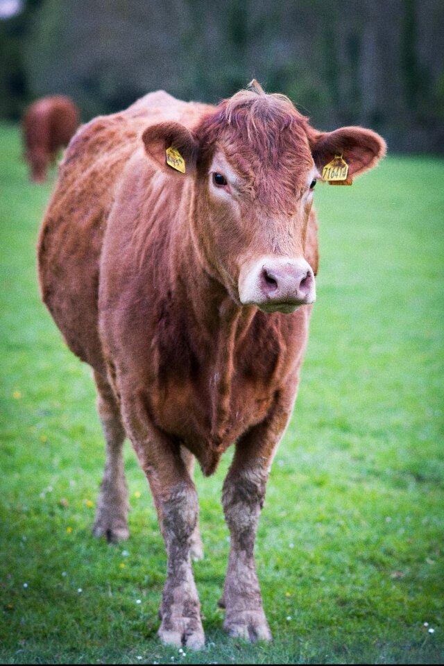 Livestock cattle meadow