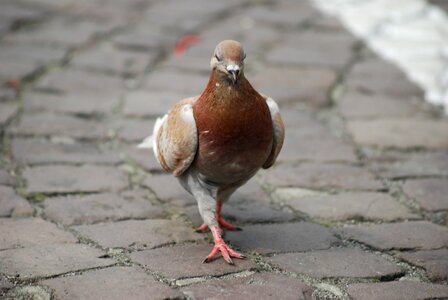 Dove bird pavement