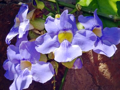 Blue tropical creepy