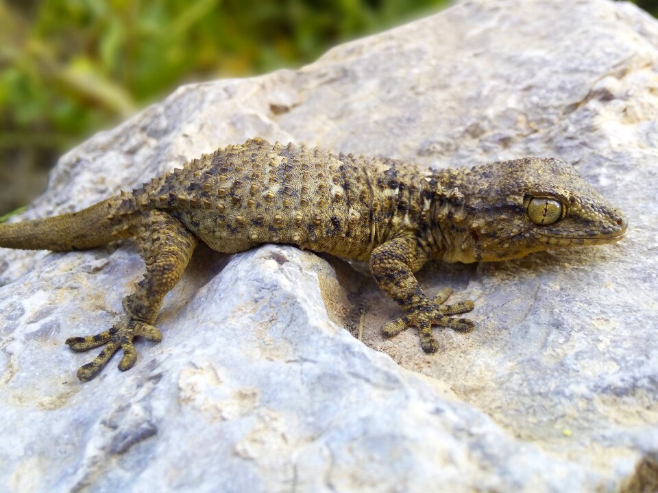 Reptile texture rock