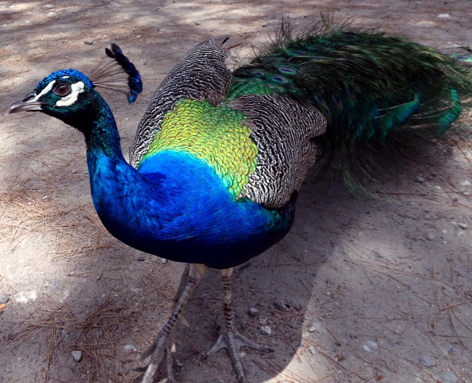 Color plumage colorful