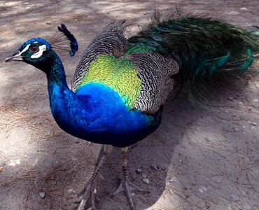 Color plumage colorful photo