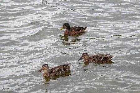 Ducks in the water floating duck bird photo
