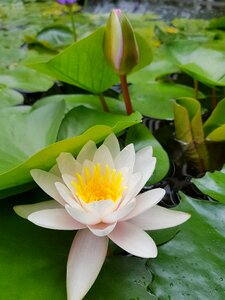 Lotus white flower