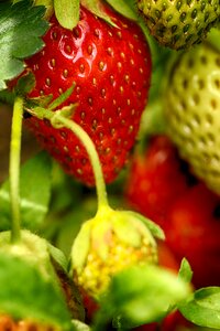 Fruit food