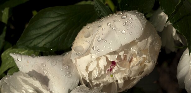 Rain drops beauty