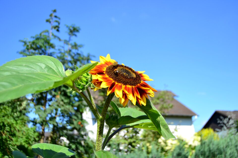 Yellow blossom bloom