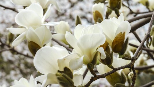 Petals white trees